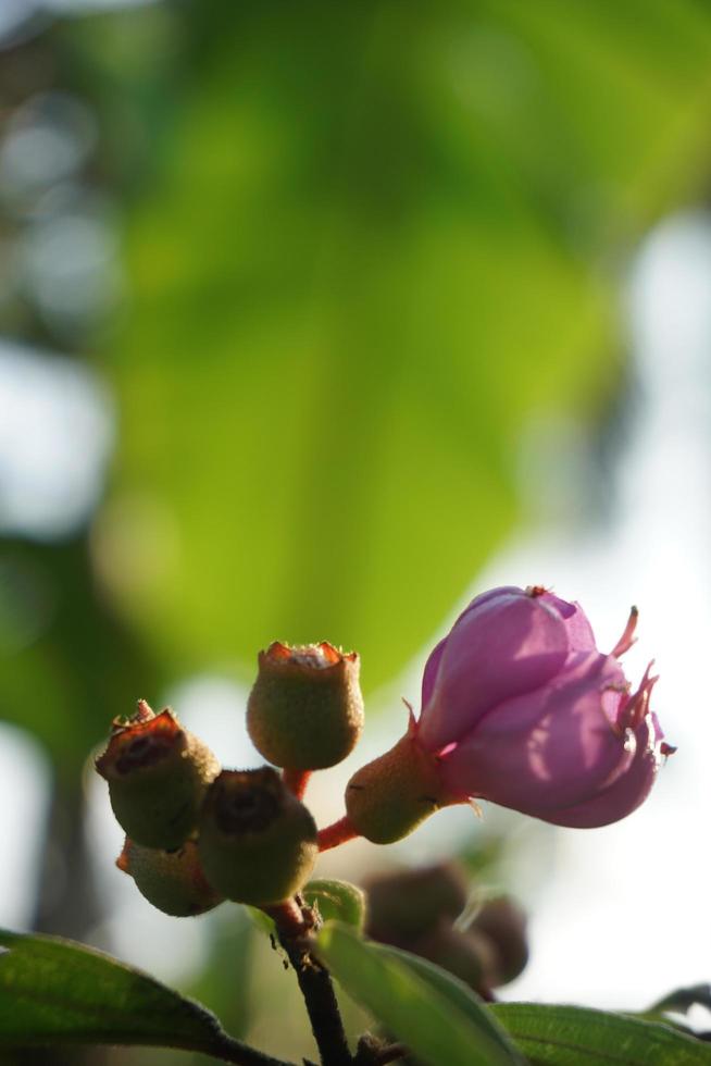 Senggani ou melastoma frutas, flores e folhas são usadas para medicina e corante alimentar natural foto