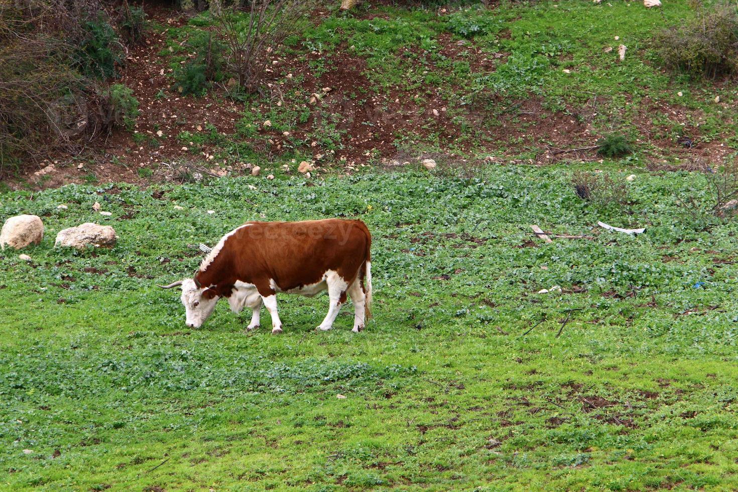 um rebanho de vacas pasta em uma clareira na floresta no norte de israel. foto