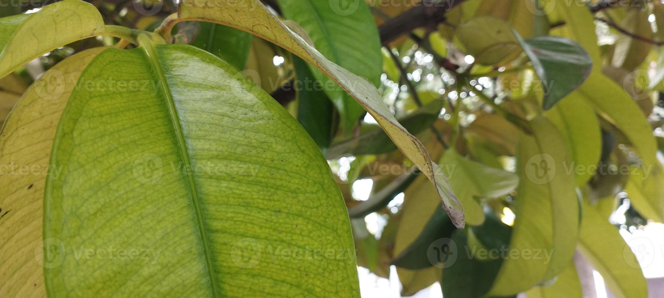 as folhas verdes dão uma sensação de árvore que combina com o uso do fundo foto