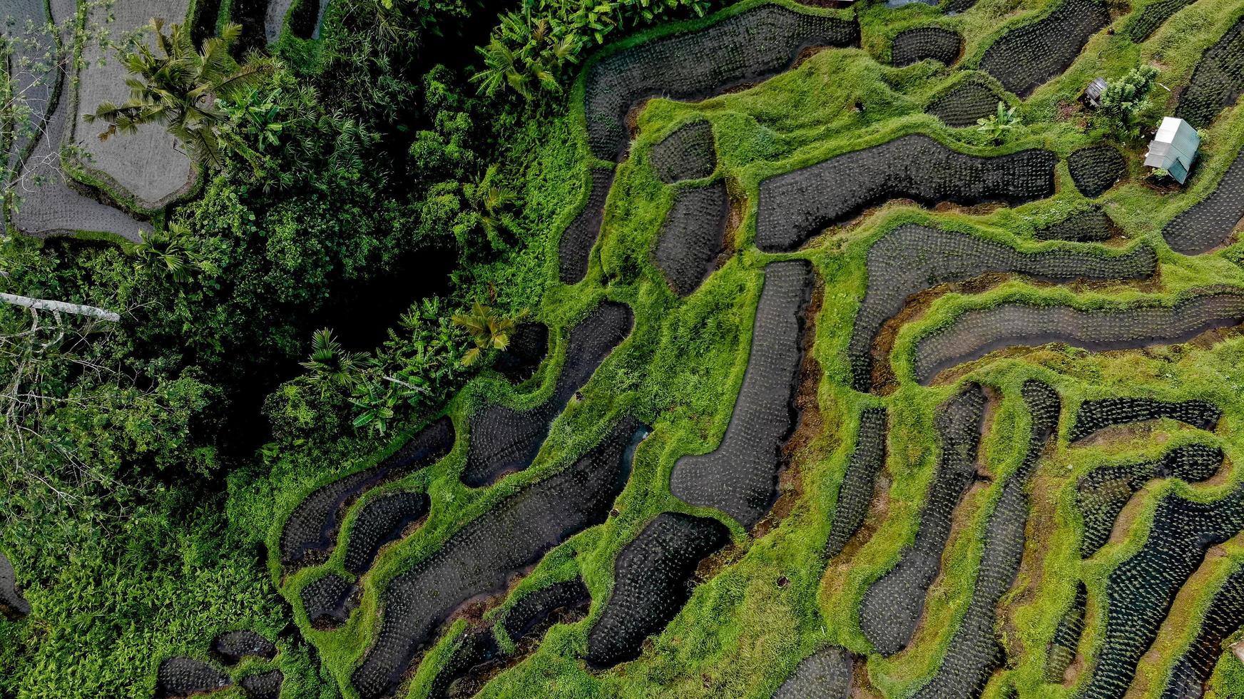 vista aérea de campos cultivados foto