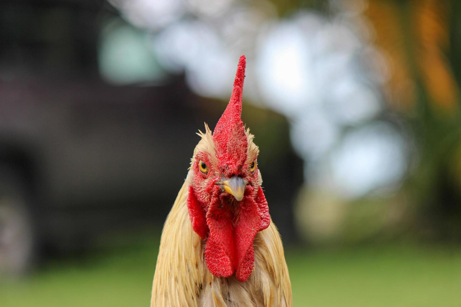 galo de perto foto