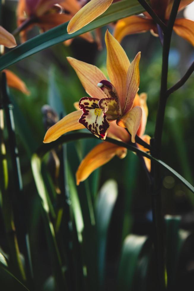 flor de pétalas amarela foto