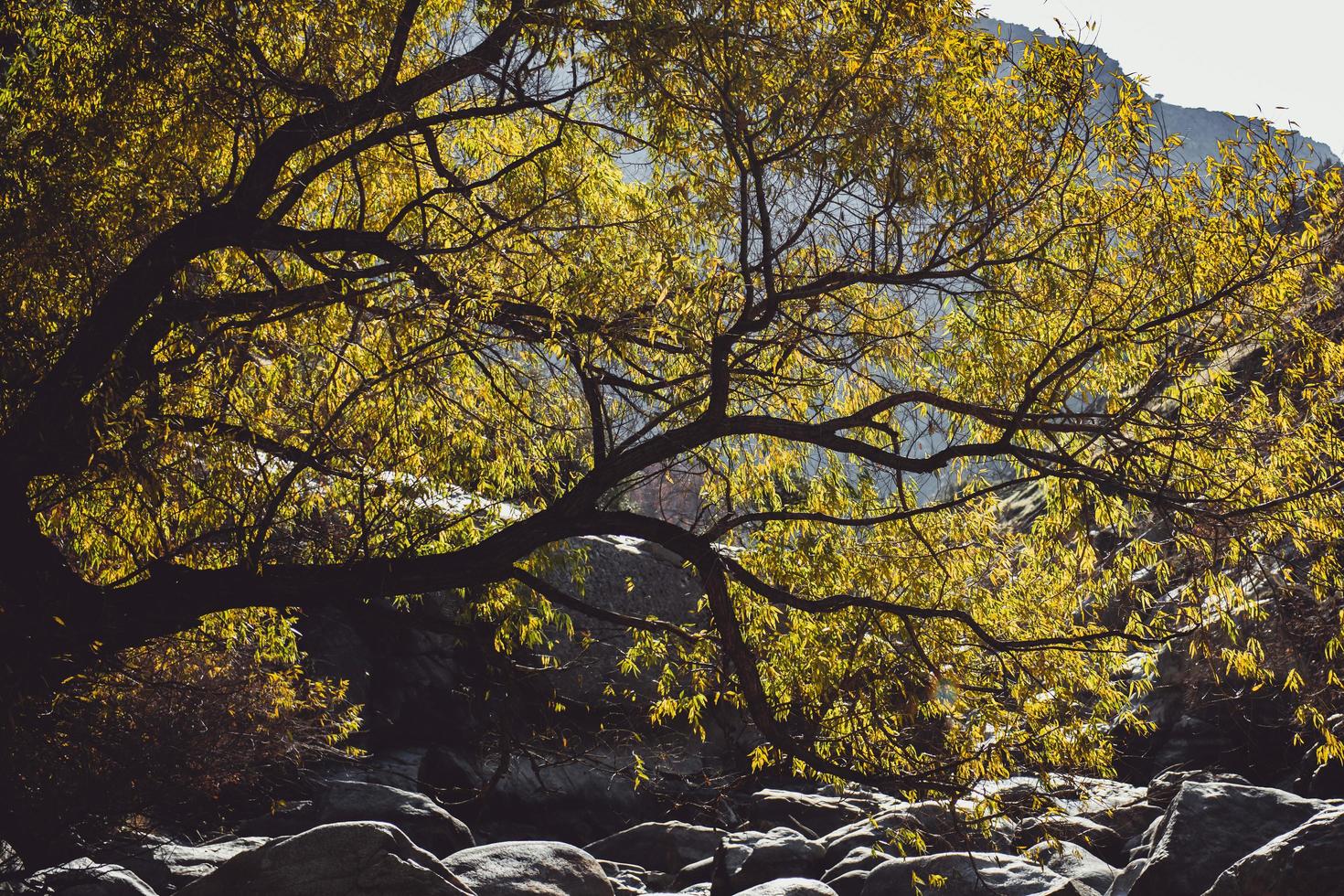 fotografia da natureza de rochas sob uma árvore verde foto