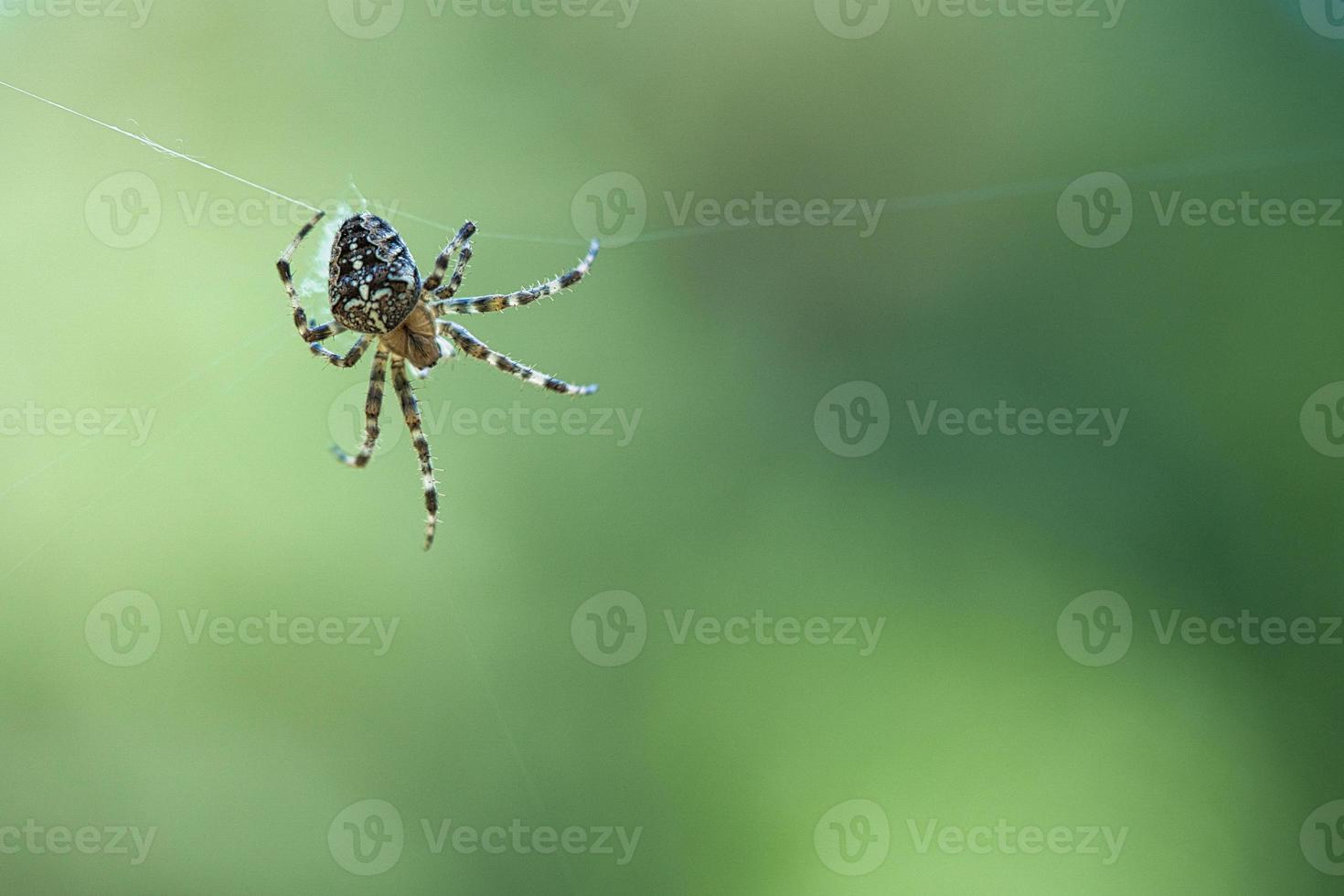 aranha cruzada rastejando em um fio de aranha. borrado. um caçador útil entre insetos foto