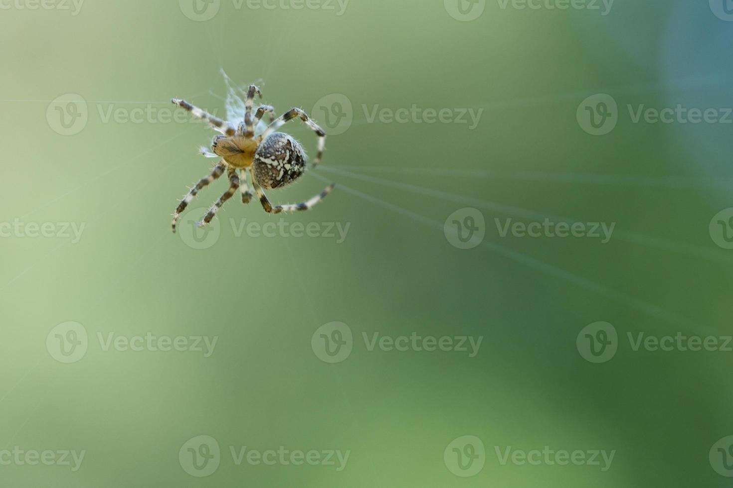 cruzar aranha em uma teia de aranha, à espreita de presas. fundo desfocado foto