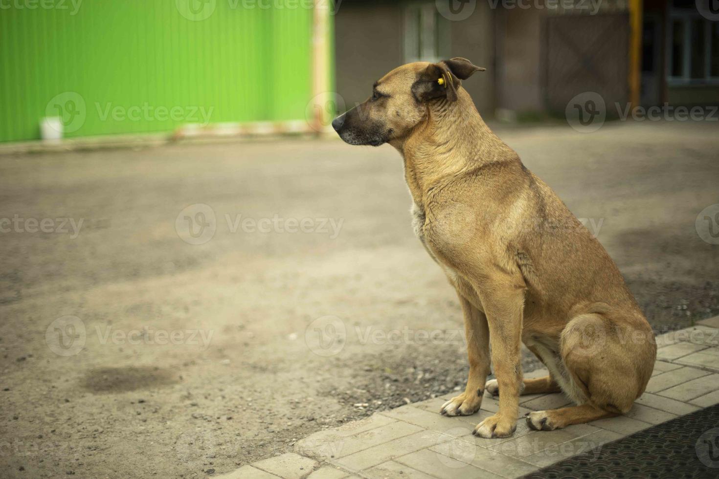 cão vadio na rua. animal sem dono. foto