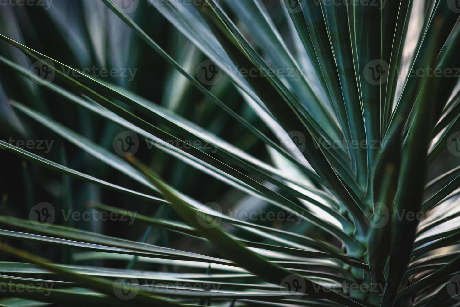 planta de mandioca folhas azul-esverdeadas closeup, yucca rostrata, yucca de bico foto