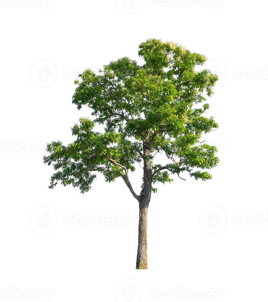 árvore que são isoladas em um fundo branco são adequadas para impressão e páginas da web foto