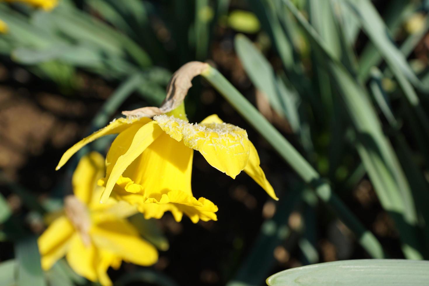 narciso amarelo no parque foto