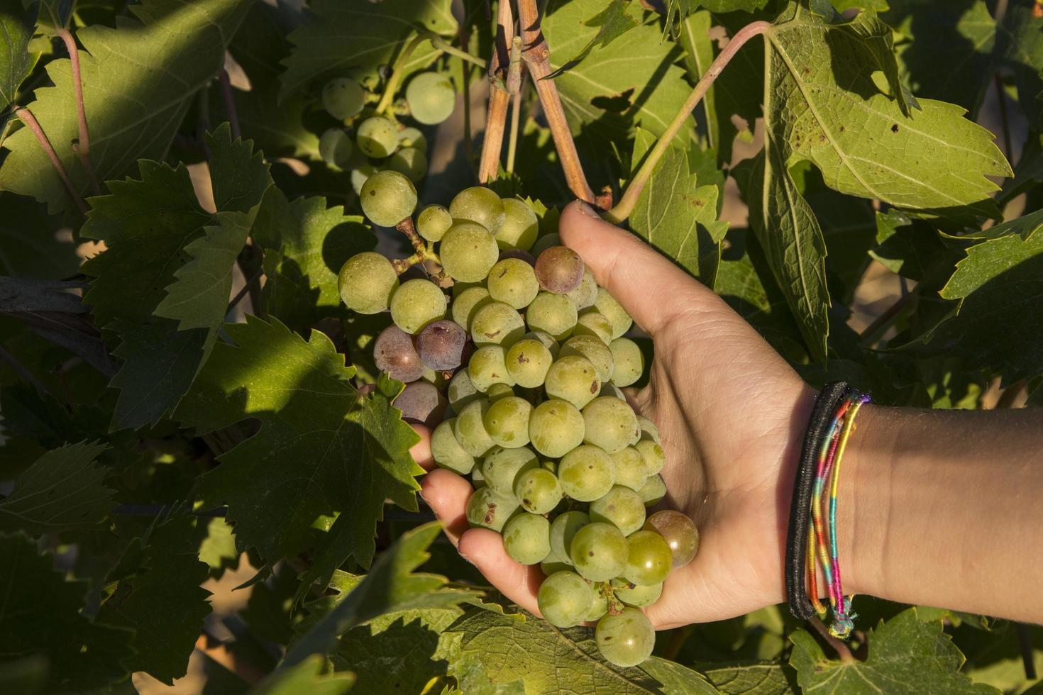 pessoa segurando um cacho de uvas foto