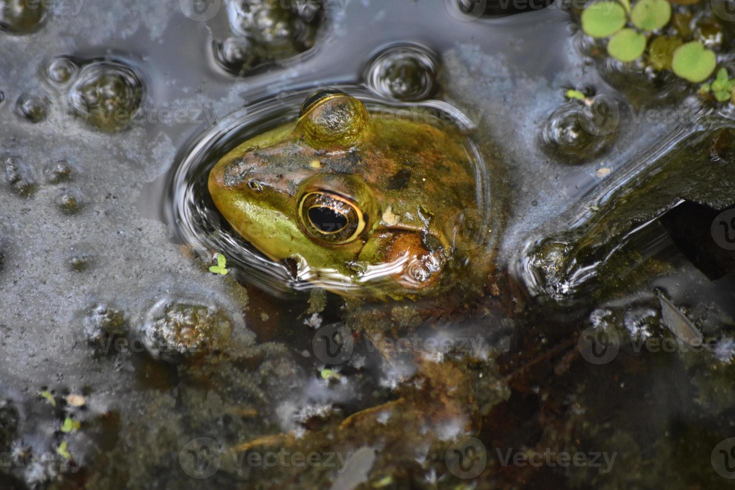 sapo-boi fantástico no pântano da reserva barataria foto