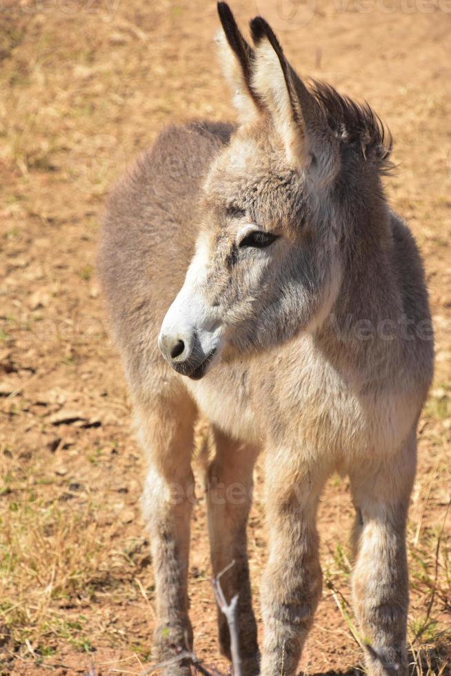 burro bebê muito doce com orelhas fofas desgrenhadas foto