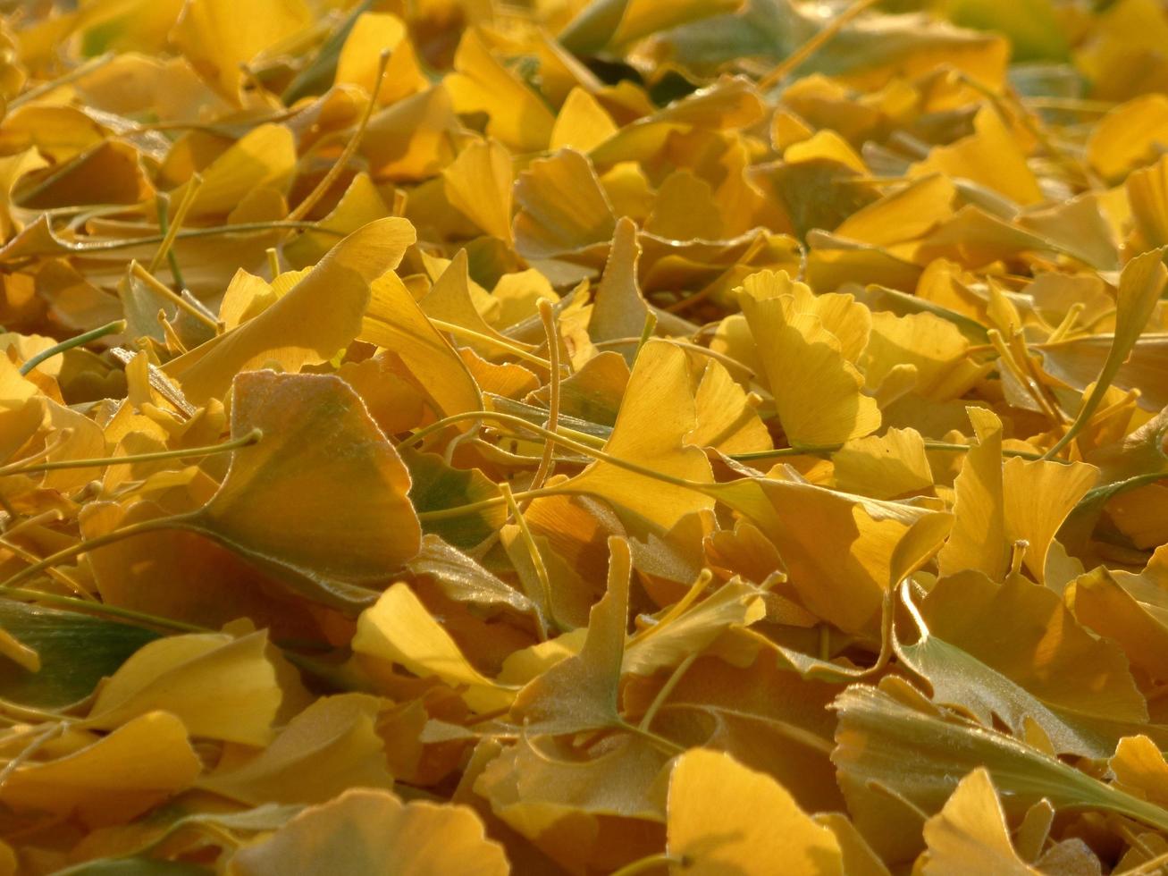 close-up de folhas amarelas de ginkgo foto