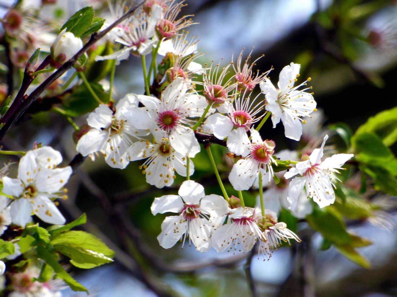 flores brancas em galho de árvore foto