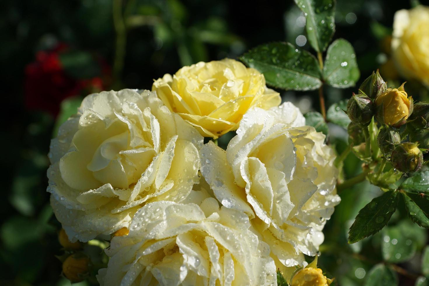 rosas amarelas no jardim foto