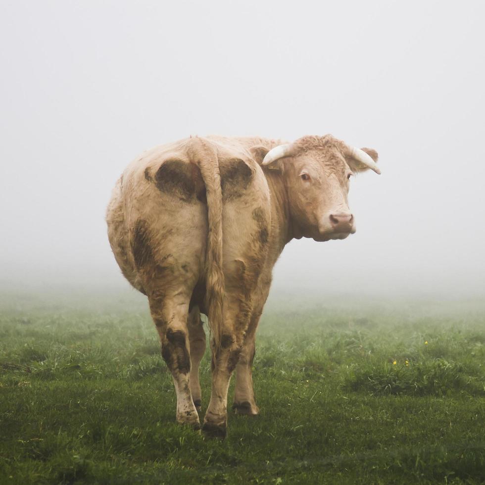 vaca na névoa foto