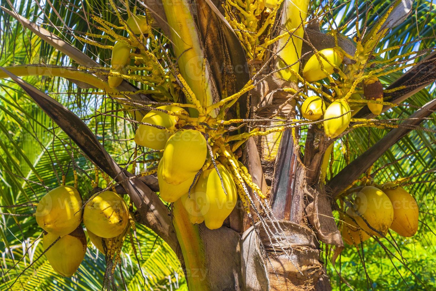 cocos de palmeira natural tropical céu azul no méxico. foto