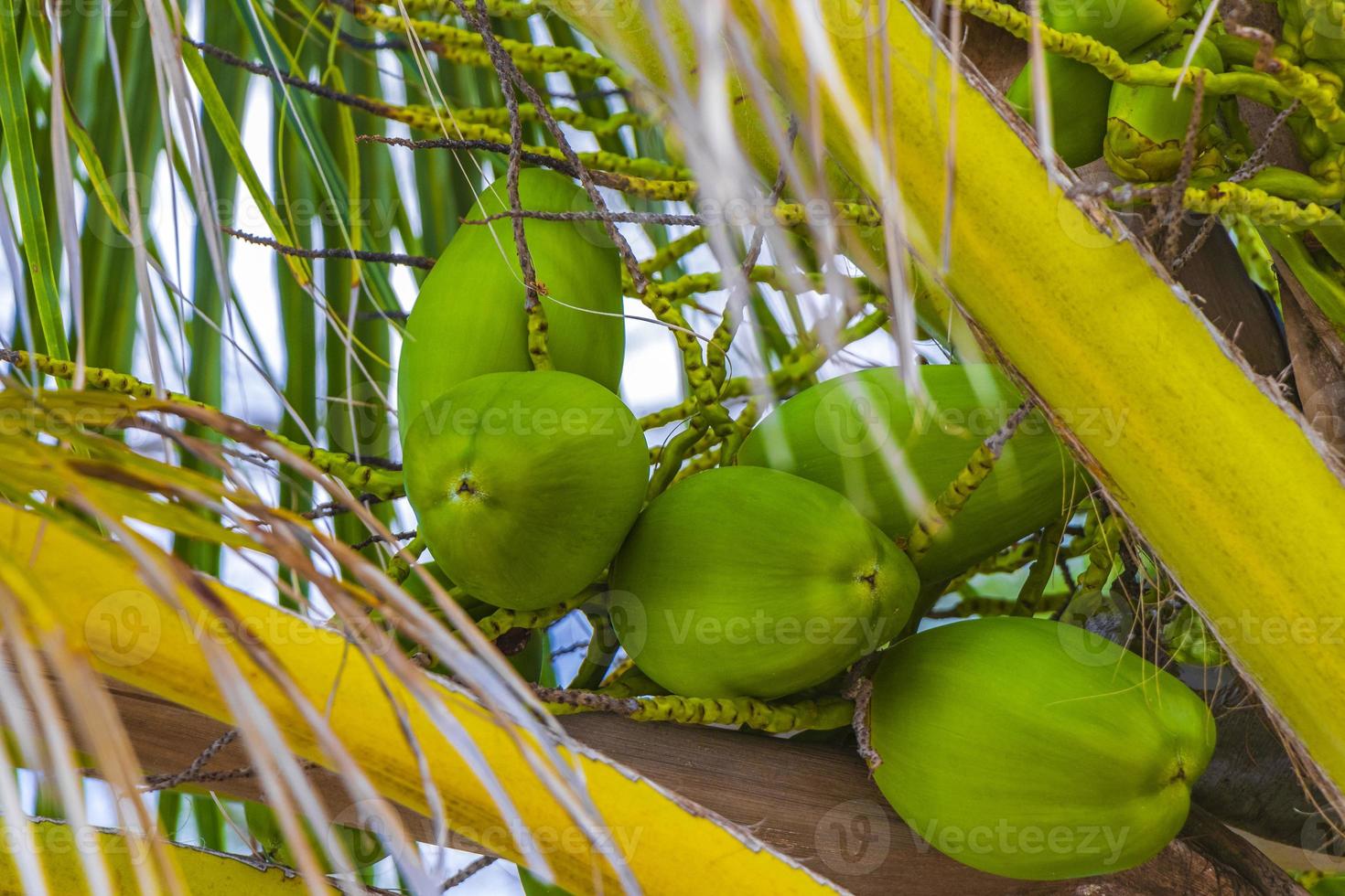 cocos de palmeira natural tropical céu azul no méxico. foto