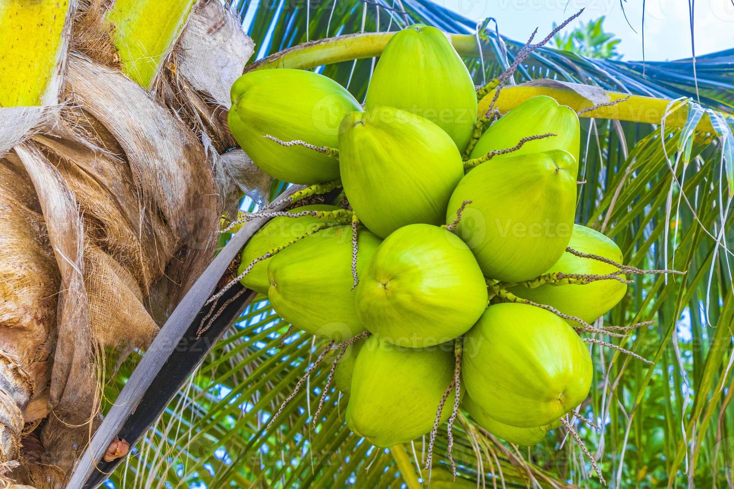 cocos de palmeira natural tropical céu azul no méxico. foto