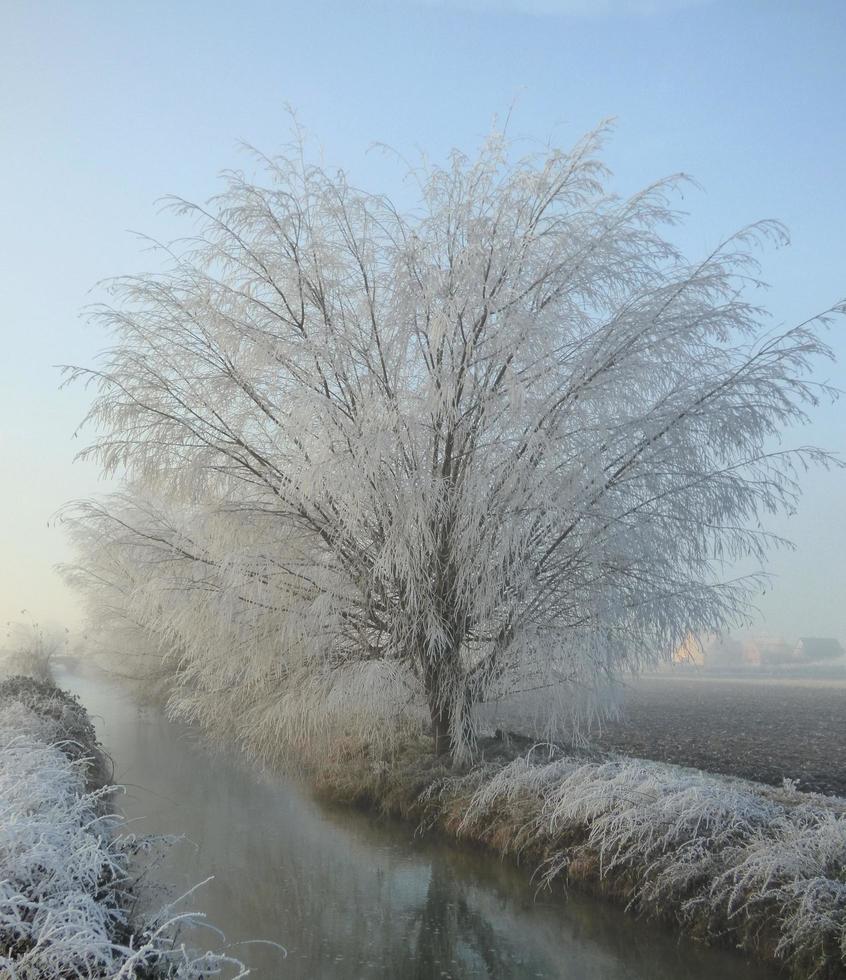 árvore coberta de neve foto