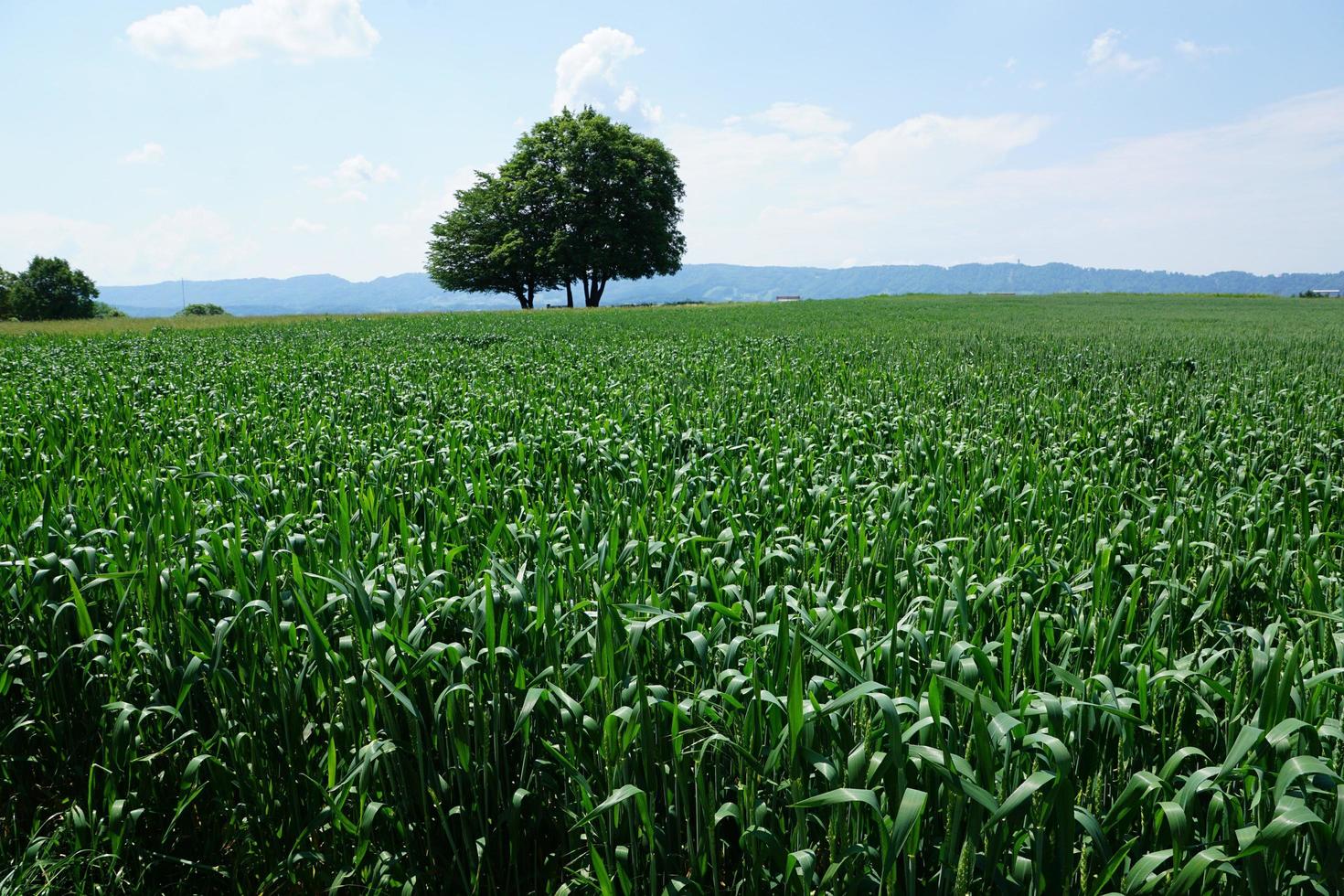 paisagem em zollikon foto