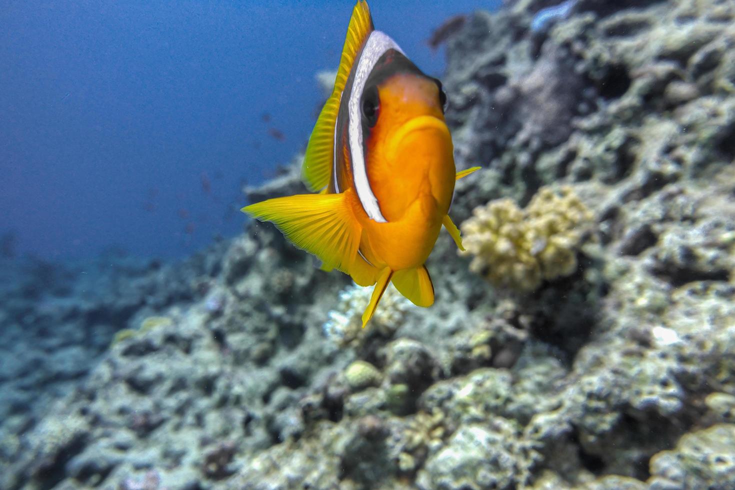 ao lado de um peixe palhaço foto