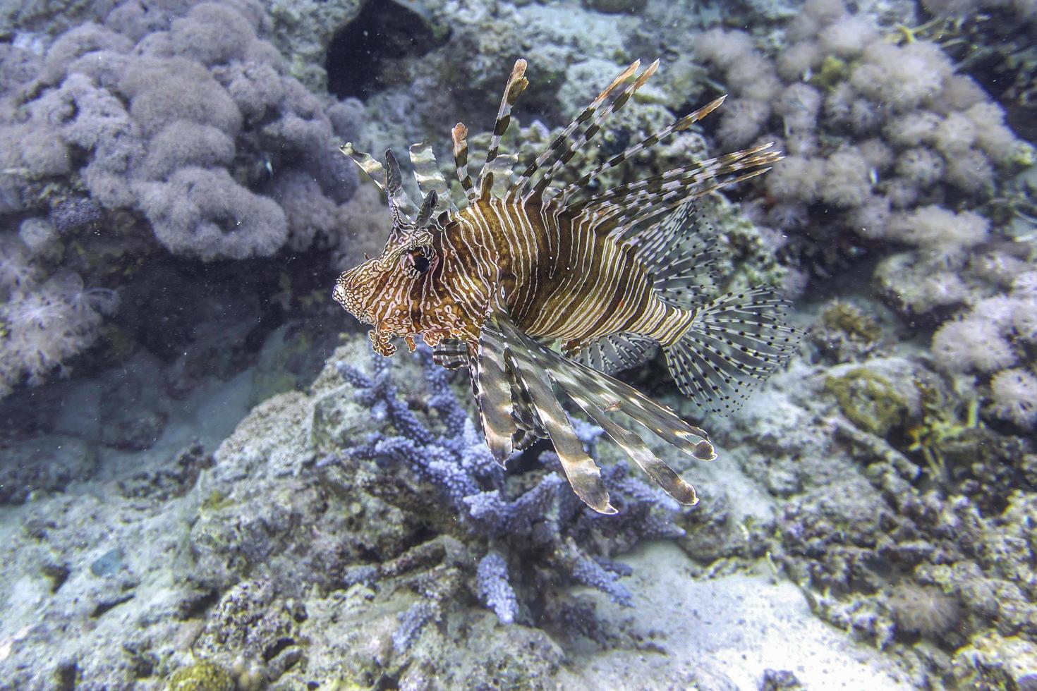 lindo peixe leão foto