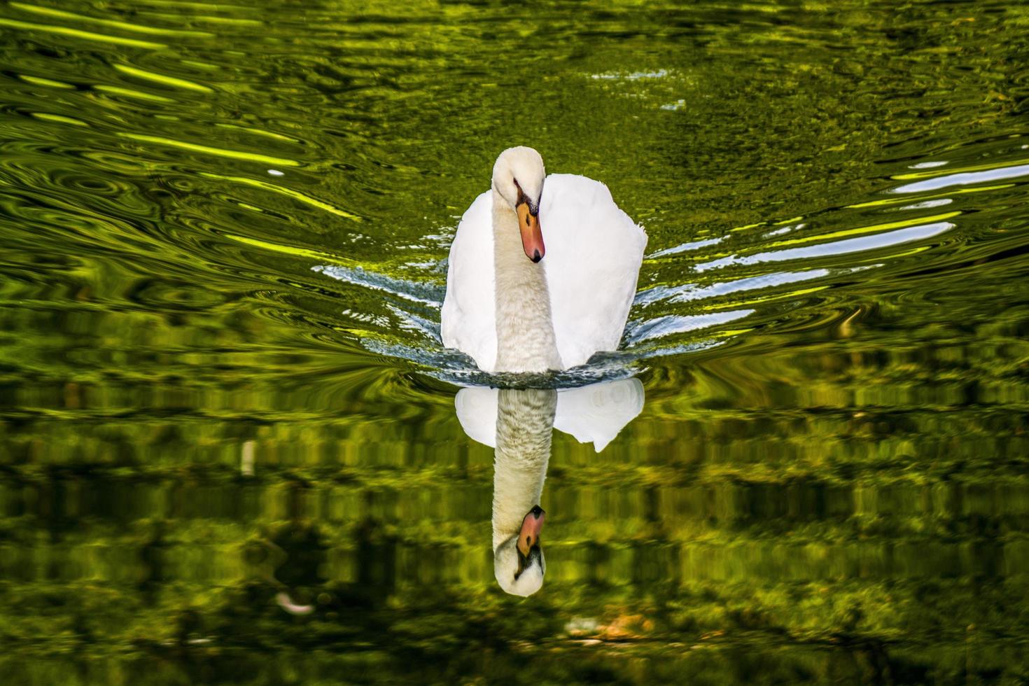 cisne nadando na água do lago foto