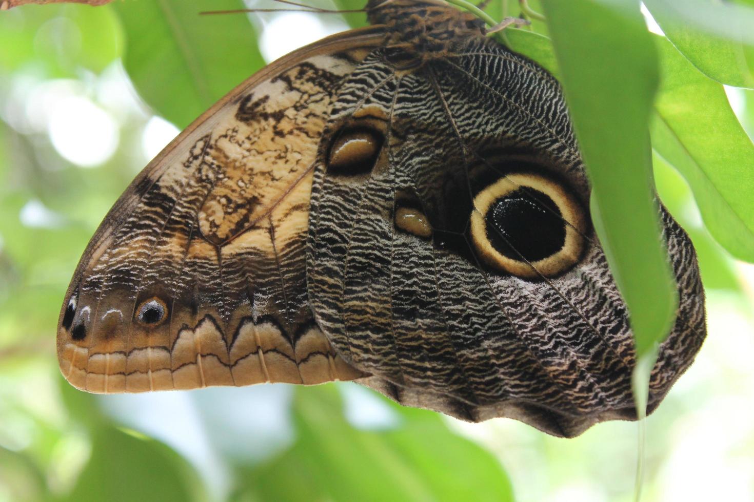 close up de asas de borboleta foto