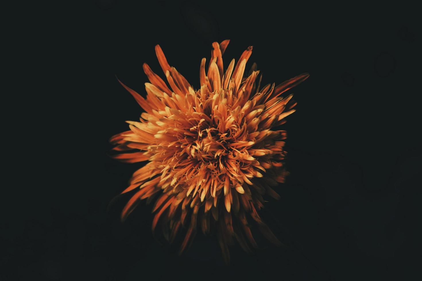 fotografia de foco seletivo de flor com pétalas de laranja foto