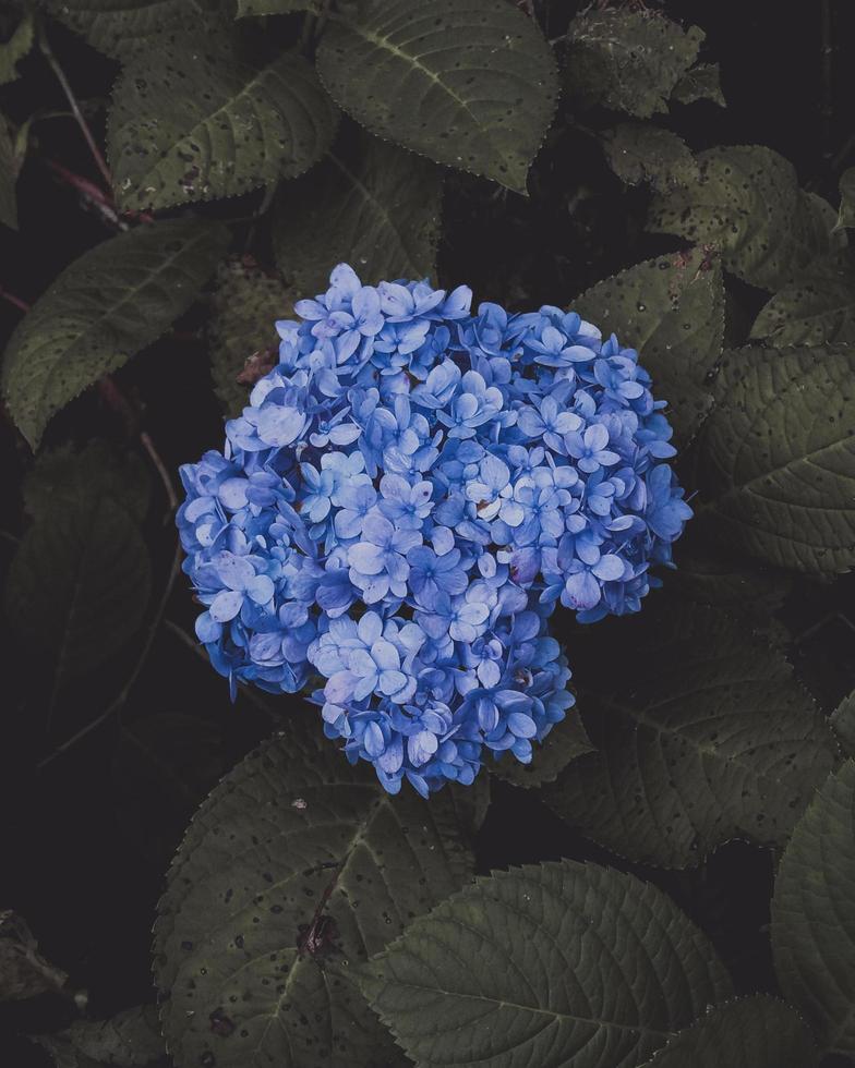 flor de hortênsia azul foto
