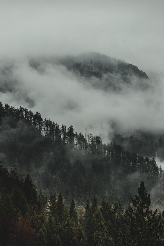 árvores verdes cobertas por nuvens brancas foto