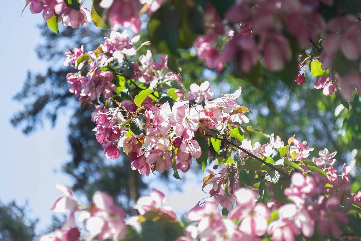 flores desabrochando de uma árvore foto