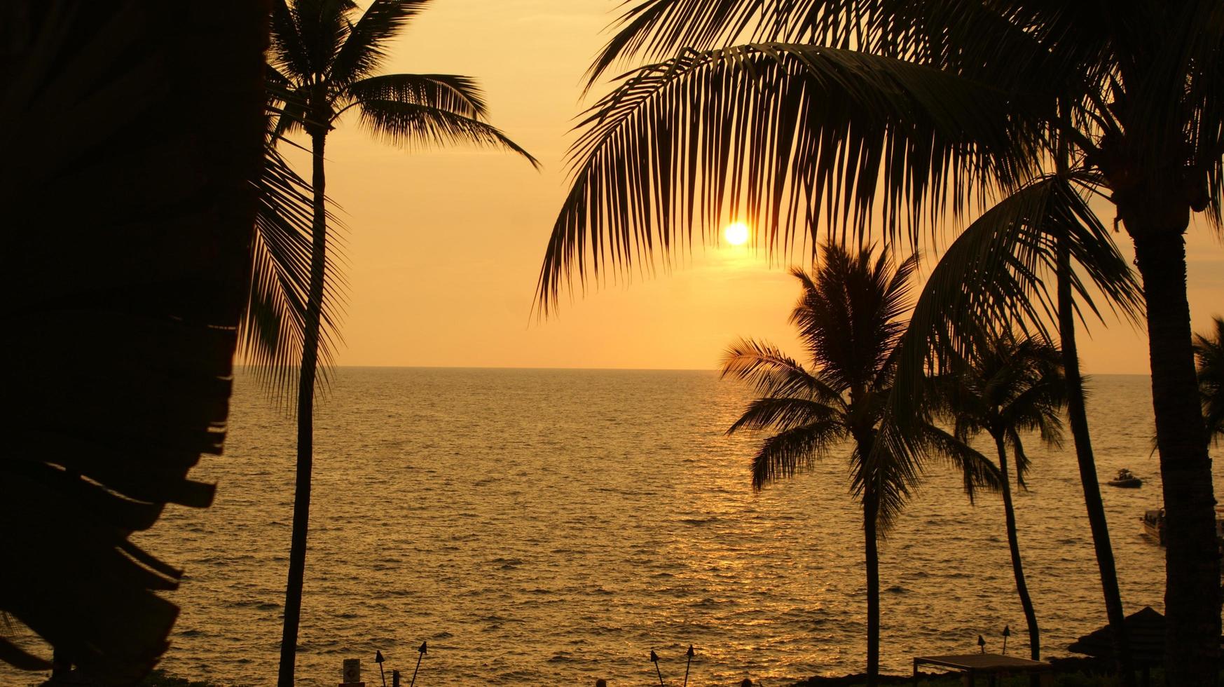 silhuetas de palmeiras ao pôr do sol foto