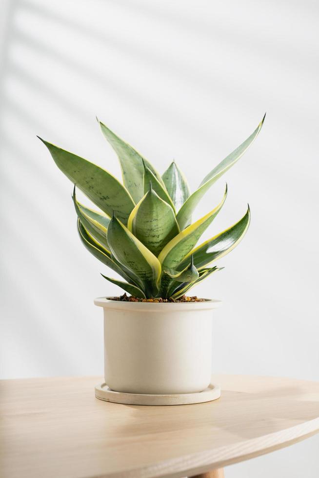 planta decorativa sansevieria na mesa de madeira na sala de estar. sansevieria trifasciata prain em pote de cerâmica cinza. foto