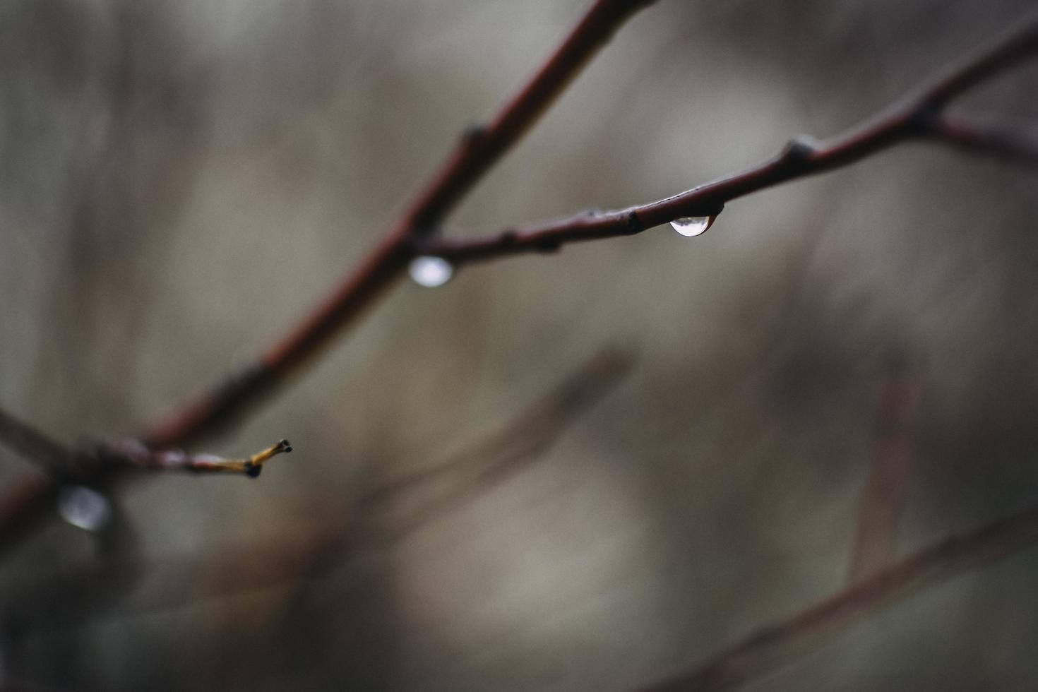 chuva sombria da floresta foto