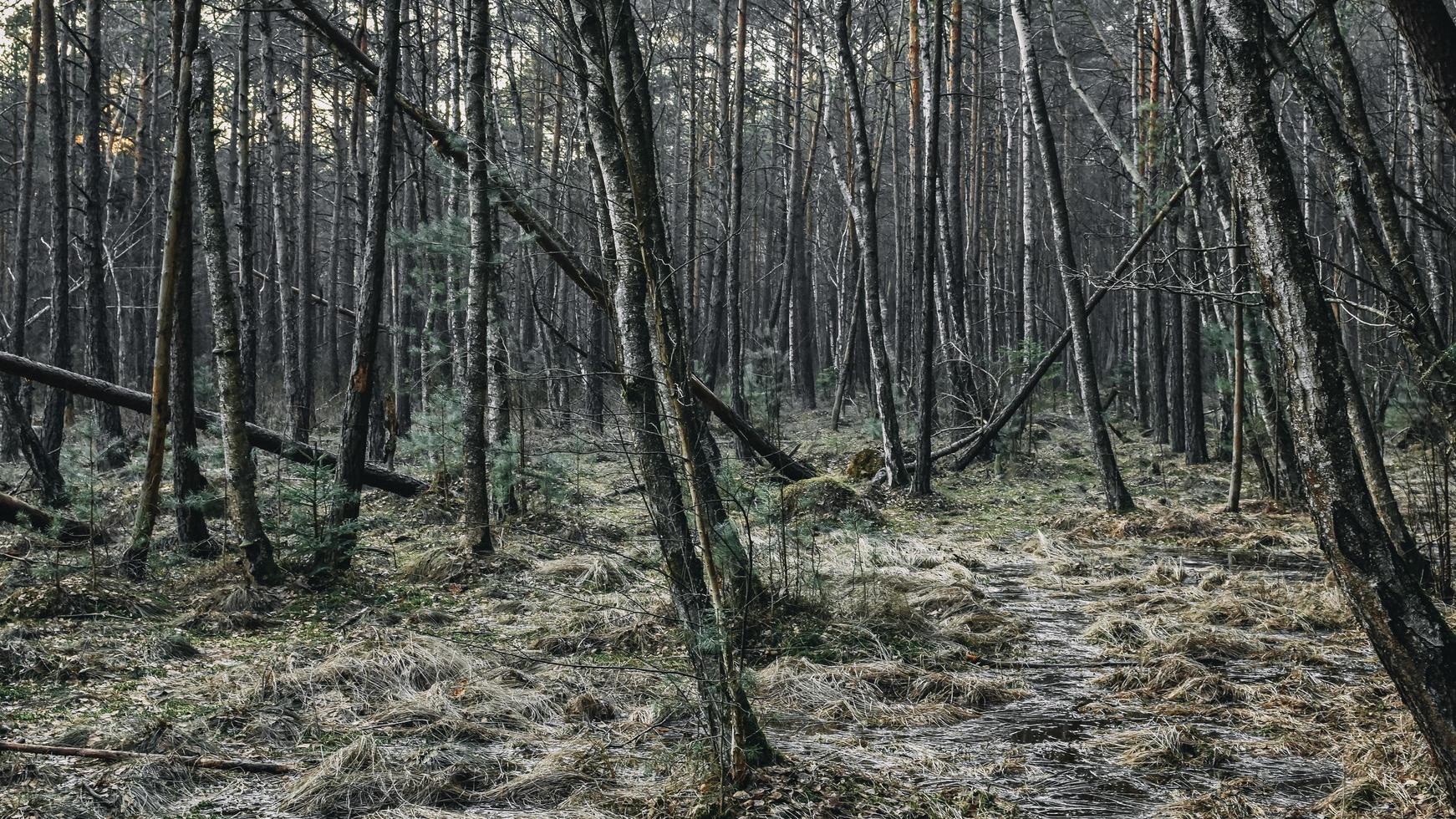 árvores místicas da floresta foto