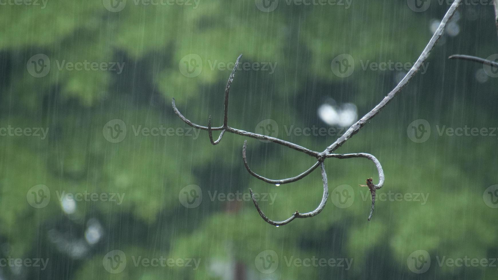 vista da chuva no jardim foto