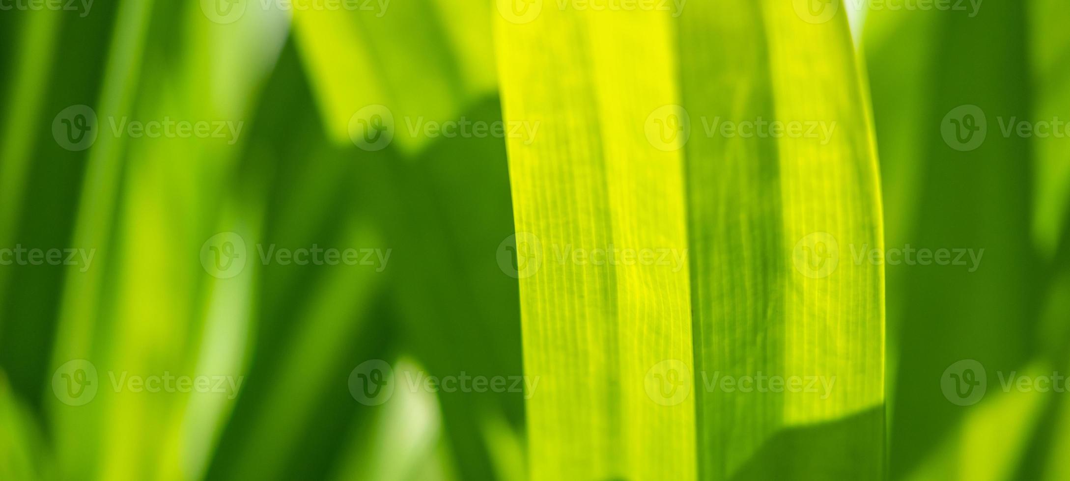 plantar folha verde no jardim com fundo bokeh foto