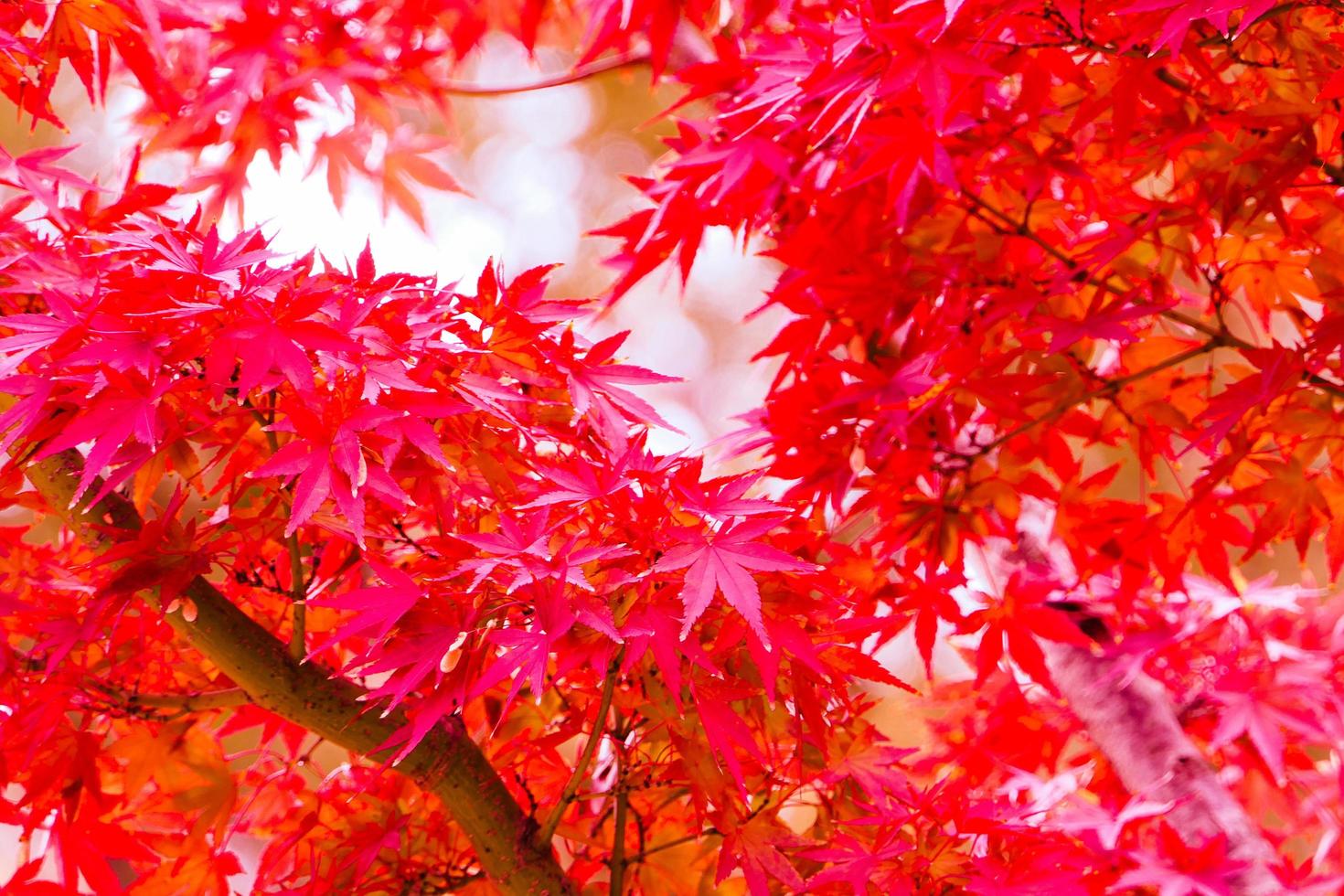 linda folhagem de outono de folhas de bordo vermelho na temporada de outono com efeito de luz solar em kyoto, japão. foto