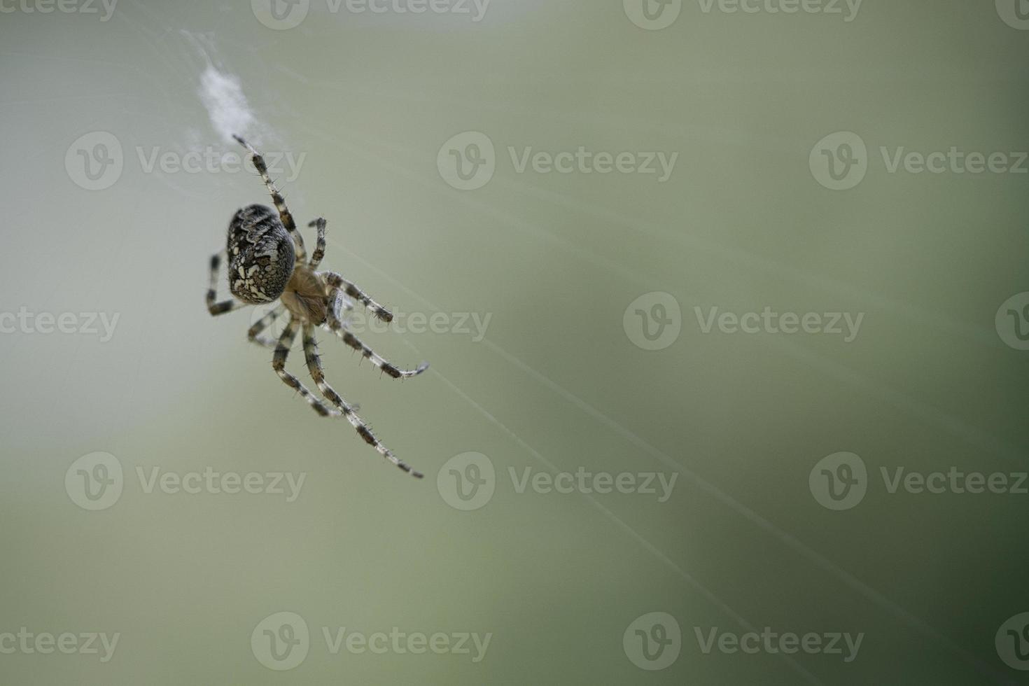 aranha cruzada rastejando em um fio de aranha. susto do dia das bruxas. um caçador útil entre foto