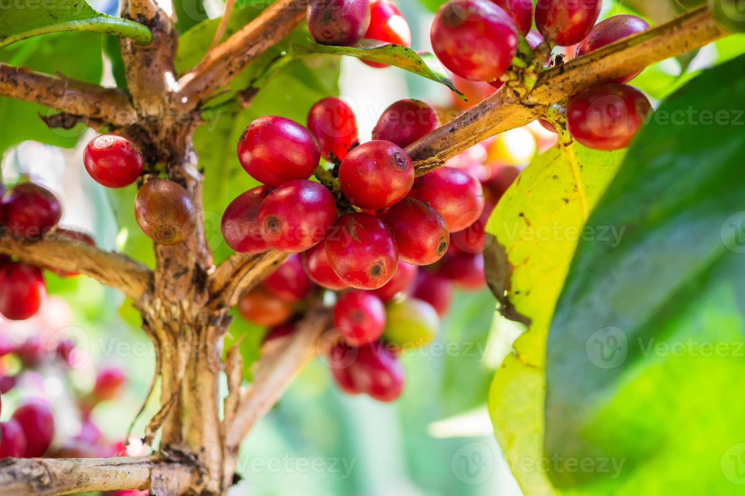 grãos de café frescos em galhos de árvores de café foto