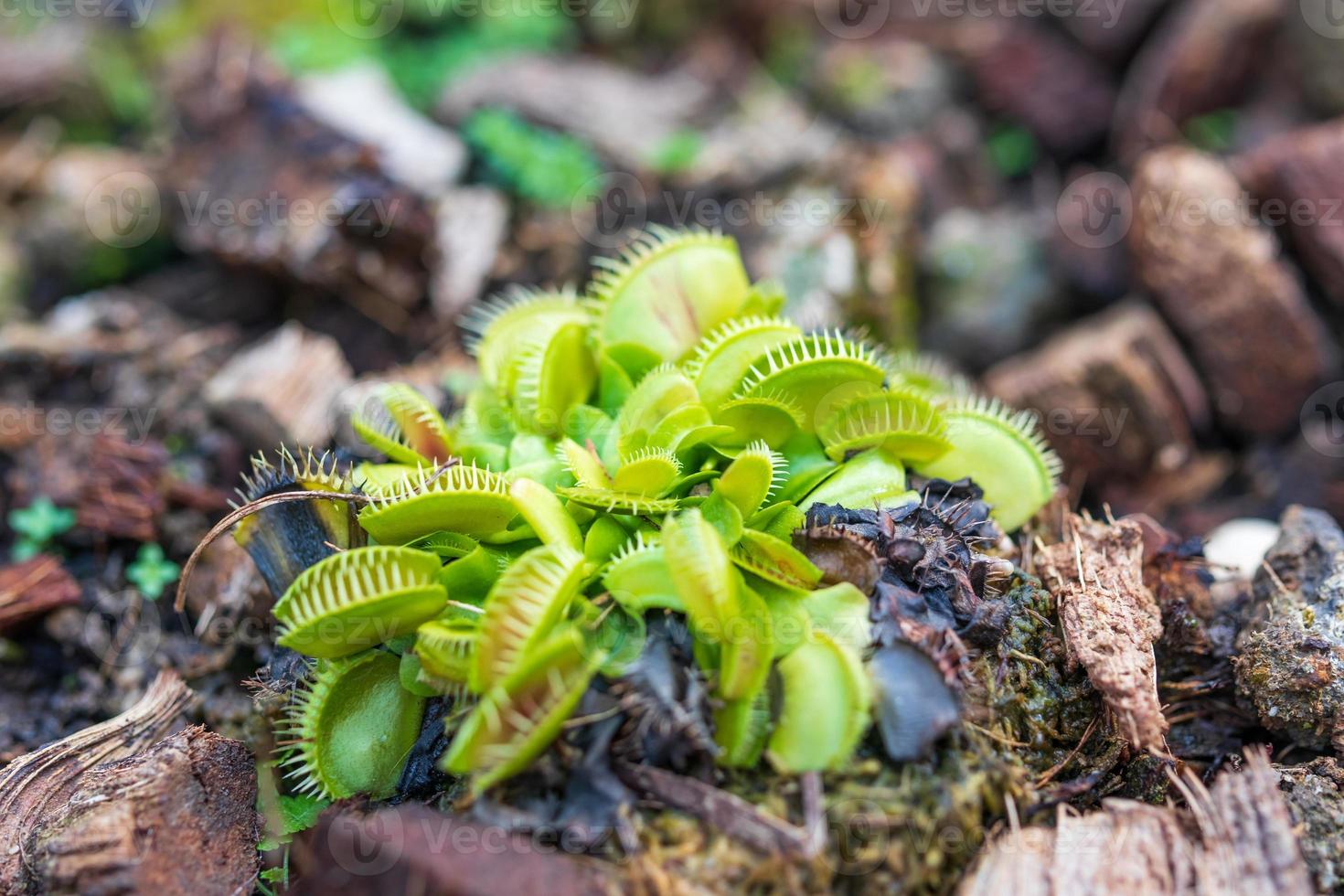 planta carnívora venus flytrap dionaea muscipula close-up foto