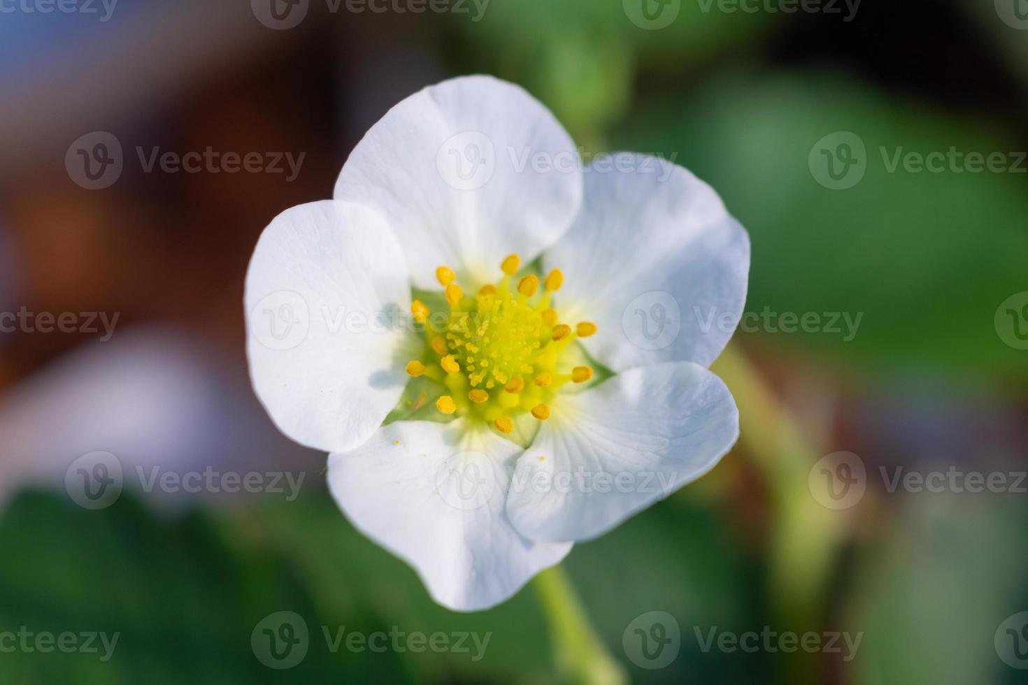 flor de morango no jardim de fazenda orgânica foto