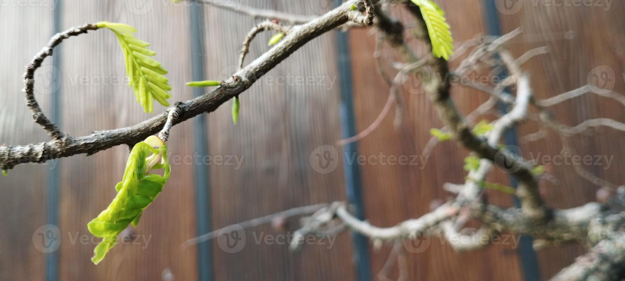 gleditsia é um gênero de árvores da família fabaceae foto