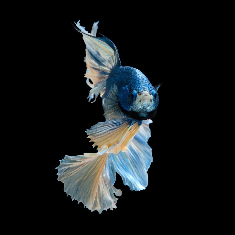 capturar o momento comovente do peixe-lutador-siamês azul isolado no fundo preto. peixe Betta. peixe da tailândia foto
