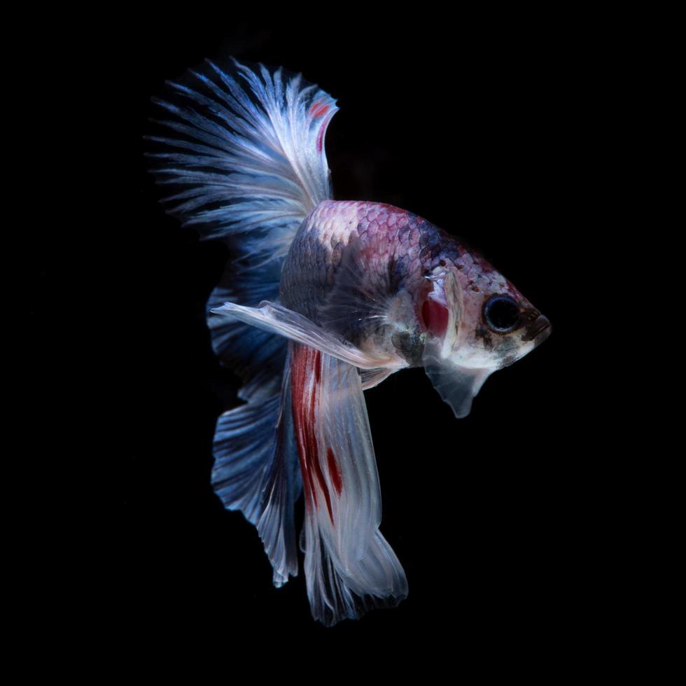 capturar o momento comovente do peixe-lutador-siamês vermelho-azul isolado no fundo preto. foto