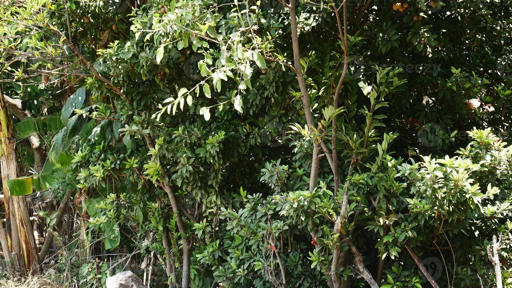 plantas de fundo que crescem como uma cerca. reflete um ambiente rural bonito e natural. foto