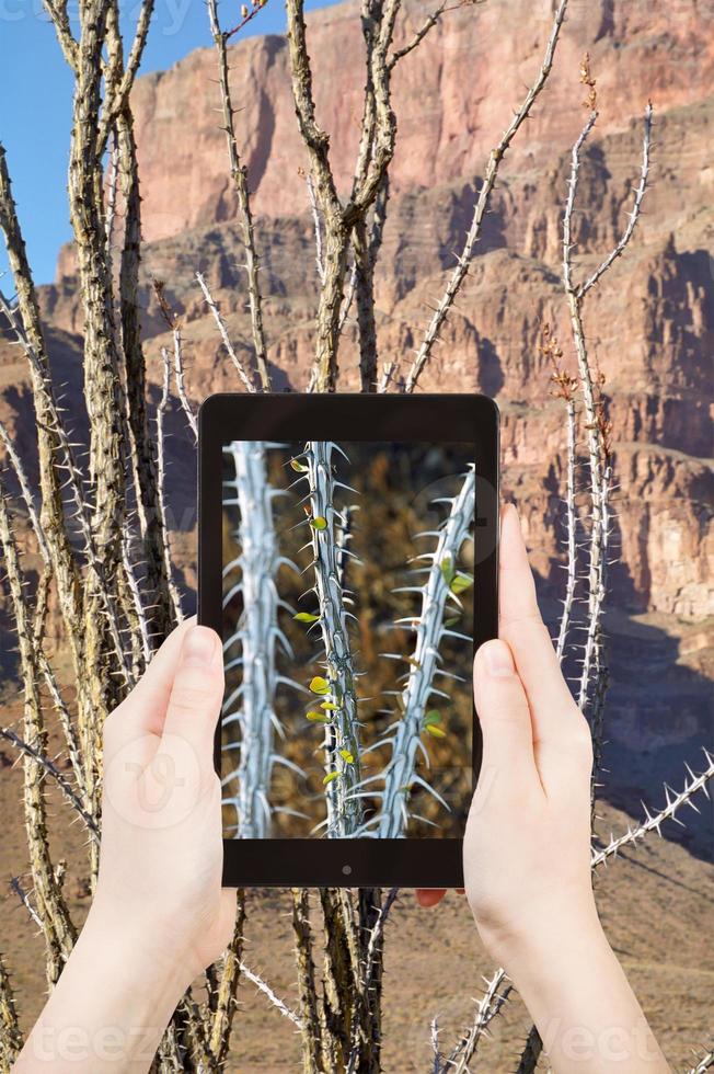 turista tirando foto de cacto no grand canyon