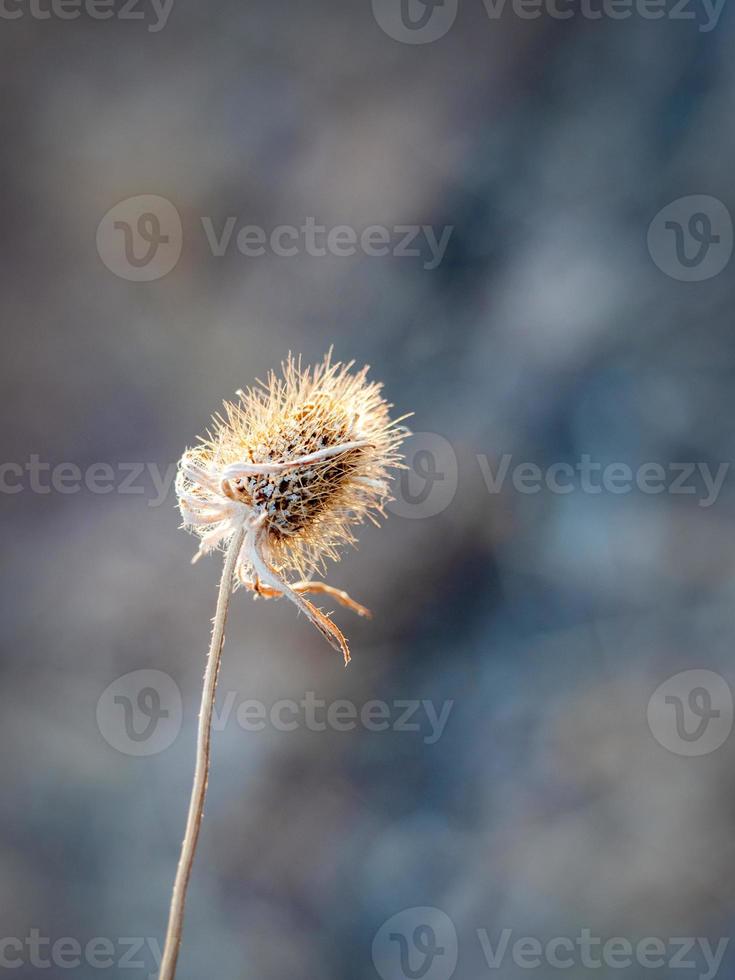 dramática foto aproximada de uma flor seca